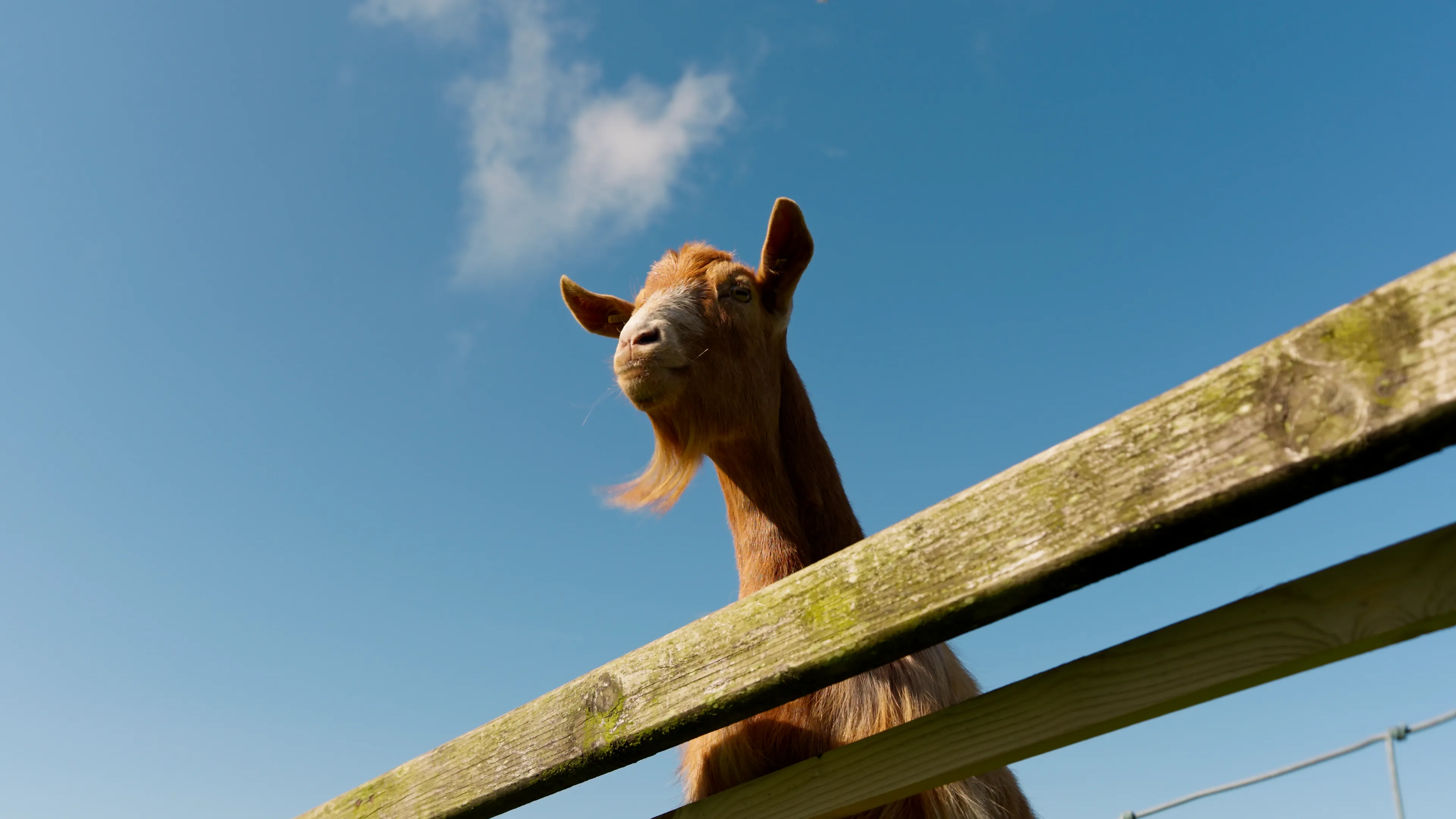 A goat looking over a fence at the farm at The Children's Centre, Isle of Man, during filming for The Conister Bee Project by DotPerformance